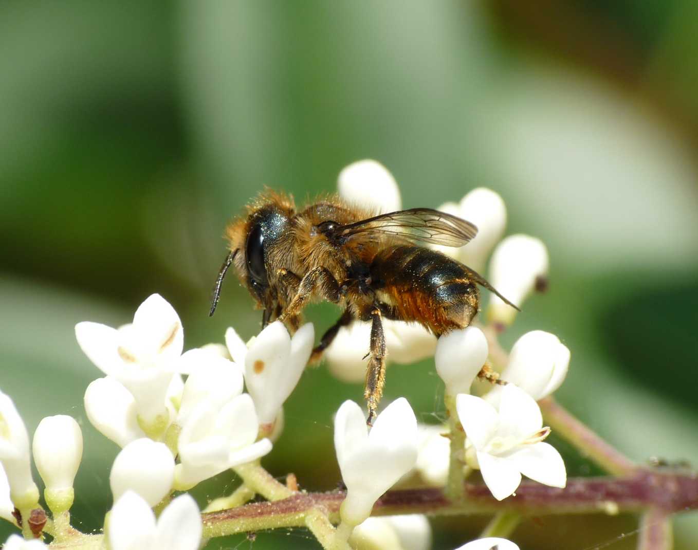 Apine in accoppiamento (Osmia sp.)